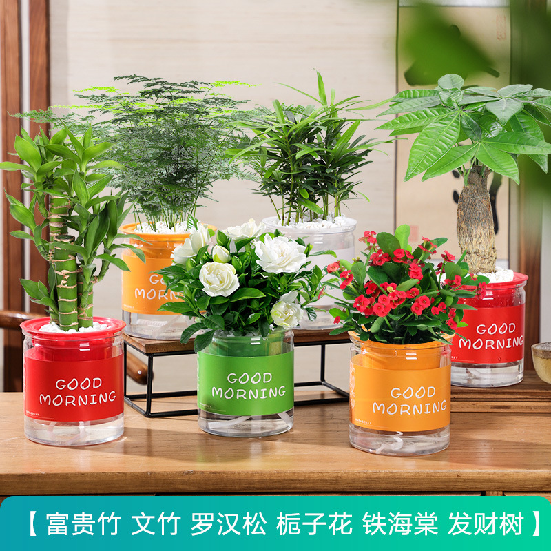 [가성비 6포트 세트] 치자나무 + 돈나무 + 행운죽 + 아스파라거스 + 철베고니아 + 포도카르푸스