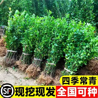 冬青树苗室外绿化植物围墙篱笆苗风景大叶北海道树苗耐寒四季常青