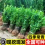北海绿化风景耐寒冬青