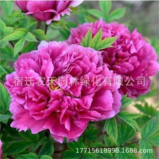 �ذ�ĵ�����N������^�p��ĵ���N�������҃�����������N��