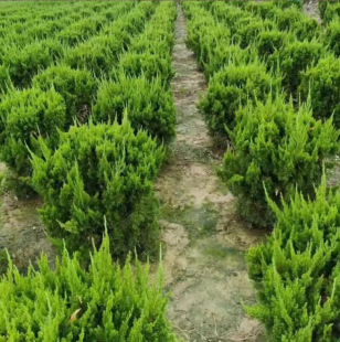 һ�����lֲ�九�������ؘ�Ȱ�����䁵ذش���С�繤�̾G��ֲ����