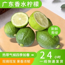 【产地直发】广东香水柠檬奶茶专用【】5斤柠檬茶青柠青柠檬