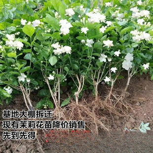 �Iһ�l���������Ԙ����҃�ͥԺ�ļ����B�_��������ú��B��