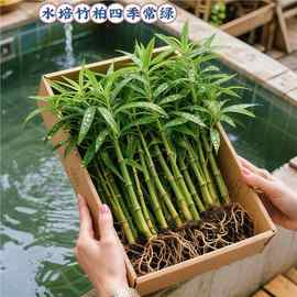 特大棵竹柏更驱蚊水培水养植物客厅办公室内常青绿植物驱虫竹