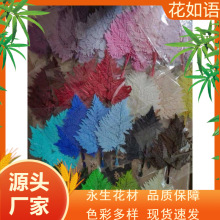 永生花高山羊齿 一包10片价DIY花材摆拍道具树叶山羊齿