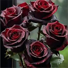 ���羳��؛��õ�廨 ��ɫõ�廨�N�� ��ɫõ�� �ļ����NͥԺ�̨