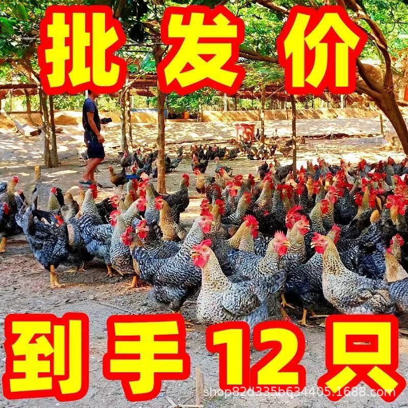 正宗半大芦花鸡纯种黑芦花活苗脱温鸡苗散养绿壳蛋鸡正品黑芦花