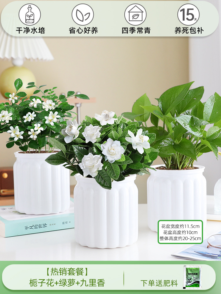 [인기 패키지] 치자나무 + 포토스 + 구리샹