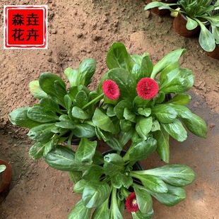 �ջ���ɭ�����ع����� ���l���羰�^���̾G�� �������l�r�ձ���