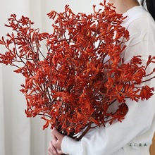 进口永生花袋鼠爪干花花束天然风干感真花干枝民宿装饰干鲜花