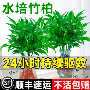 ������ˮ��ֲ���҃Ⱥ��B��Gֲ�͏d�������ˮ�B��������ˮ���l