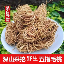 正宗云南野生五指毛桃根5g中药材土茯苓煲汤料包新鲜干五爪龙