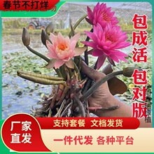 һ�����l˯ɏˮ��ֲ������l؛�ļ��_��ɏ���~������С�������