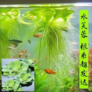 ˮܽ����ˮ��ɏˮ��ֲ��ˮ��ֲ��ˮ�B�����~���쾰�Bֳ����ˮ�|