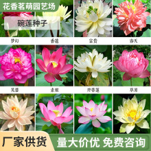 ���ˮ��ֲ���_����ɏ�N�Ӷ�Ʒ�N��ɏ�N��Ʒ�N�RȫҎ���Rȫ�S��؛