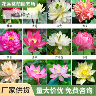 ���ˮ��ֲ���_����ɏ�N�Ӷ�Ʒ�N��ɏ�N��Ʒ�N�RȫҎ���Rȫ�S��؛