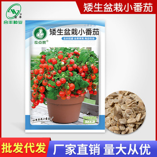 ��������С���ѷN�ә���С���t���N���}Ů���̨�߲˷N�ݏS�����l