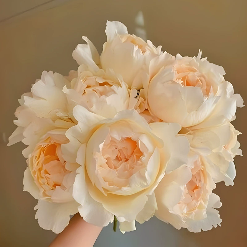 Цельный крем для прямой доставки, саженцы цветов розы «Роза», в горшках, четырехсезонные, большие цветы, сильный аромат и устойчивые к болезням саженцы роз в форме булочек