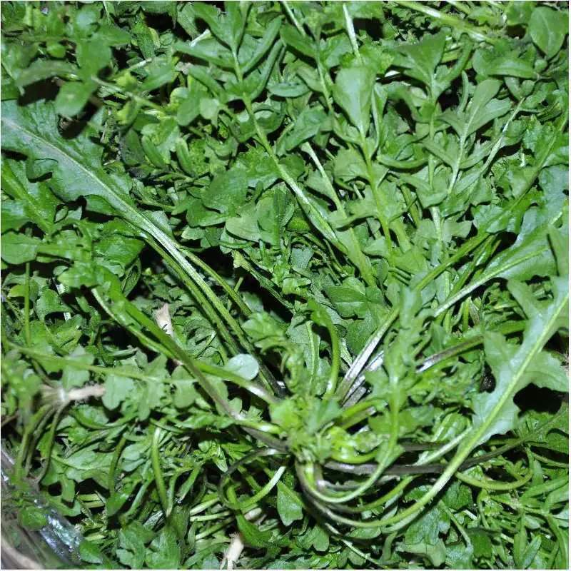 Семена кошелька оптовой дикой овчарки Большой лист Четырехсезонный посев Балкон Овощи в горшке Дикие овощи Маленькие листья Мозаика Семена кошелька овчарки