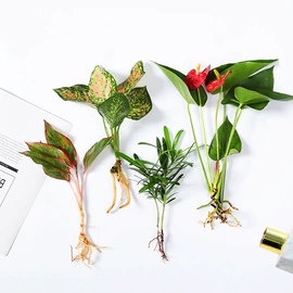 盆栽;月季蔷薇植物;乔木