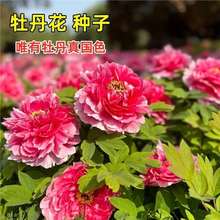 ���羳��؛���ذ�ĵ���N����ș���N�ӻ������� ���Ի���ֲ�� �̨