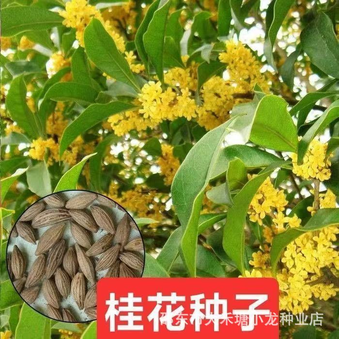 当年桂花种子 四季桂金桂沉香八月桂花树种子 桂花种籽四季播易活