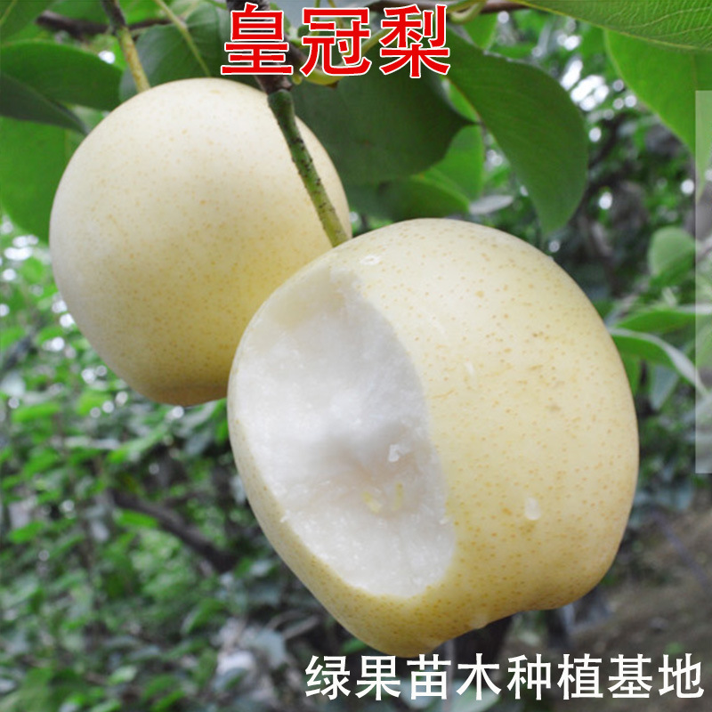 皇冠梨树苗 香梨苗 莱阳水晶梨苗 雪梨树苗 酥梨果树苗南北方种植