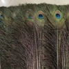 Factory spot supply home screen decoration feather 25-110cm peacock hair