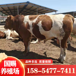 Guangxi улучшил саженцы из крупного рогатого скота, ximen taln calf 6-7 месяцев сельскохозяйственной фермы роскошного крупного рогатого скота