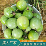 高山黄金百香果纯甜无酸百香果批发大中果现采现发