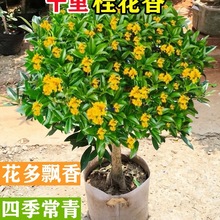 �𻨘����ļ������Դ�䵤����ͥԺ�����ͻ���ֲ���҃ȾGֲ�_��