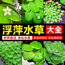浮萍水植物鱼缸造景冒泡水培一叶莲水芙蓉水葫芦睡莲净水真水