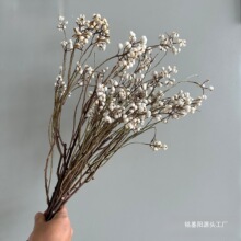 举酒店乌桕天然小干花名宿手工DIY果公斤批发白果插花厂家白色樟