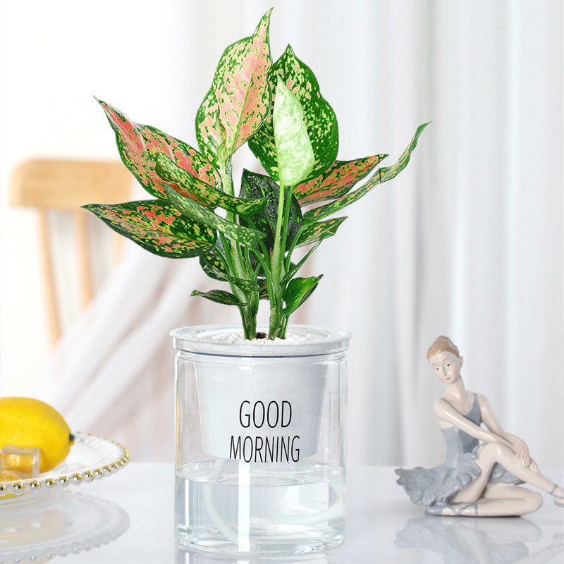 루이 [노르딕 분지] + 영양액