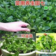 养生田七种子三七种粒食用特色野菜 阳台盆栽抗病强四季种植蔬菜