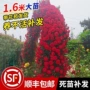 四季大花庭院开花月季花