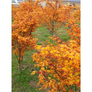 Golden Maple Tree Seedling Orange Dream Red Maple Tree Seedling Three Seasons Red Japanese Maple Tree Seedling Landscape Seedling Landscaping Seedling