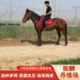 伊犁成本多少蒙古马