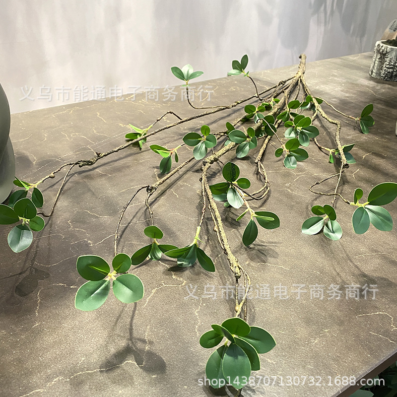 죽은 가지 라운드 ficus 잎