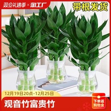 观音竹富贵竹水培植物花卉绿植绿萝金钻室内盆栽转运竹子水养带根