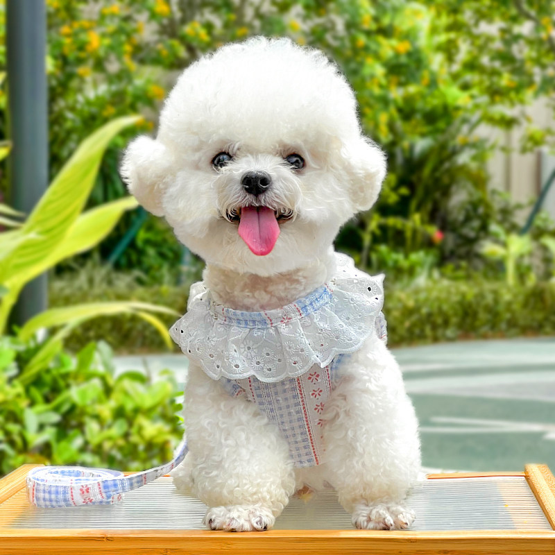 반려견 고양이 레이스 자카드 가슴 멜빵 여름 통기 옷 야외용품 끈 끈 인형 고양이
