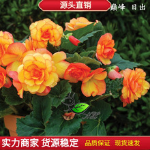 进口球根海棠种子/盆栽大花新品秋海棠试播装 5粒