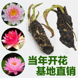 其他园林植物;水生植物;灌木