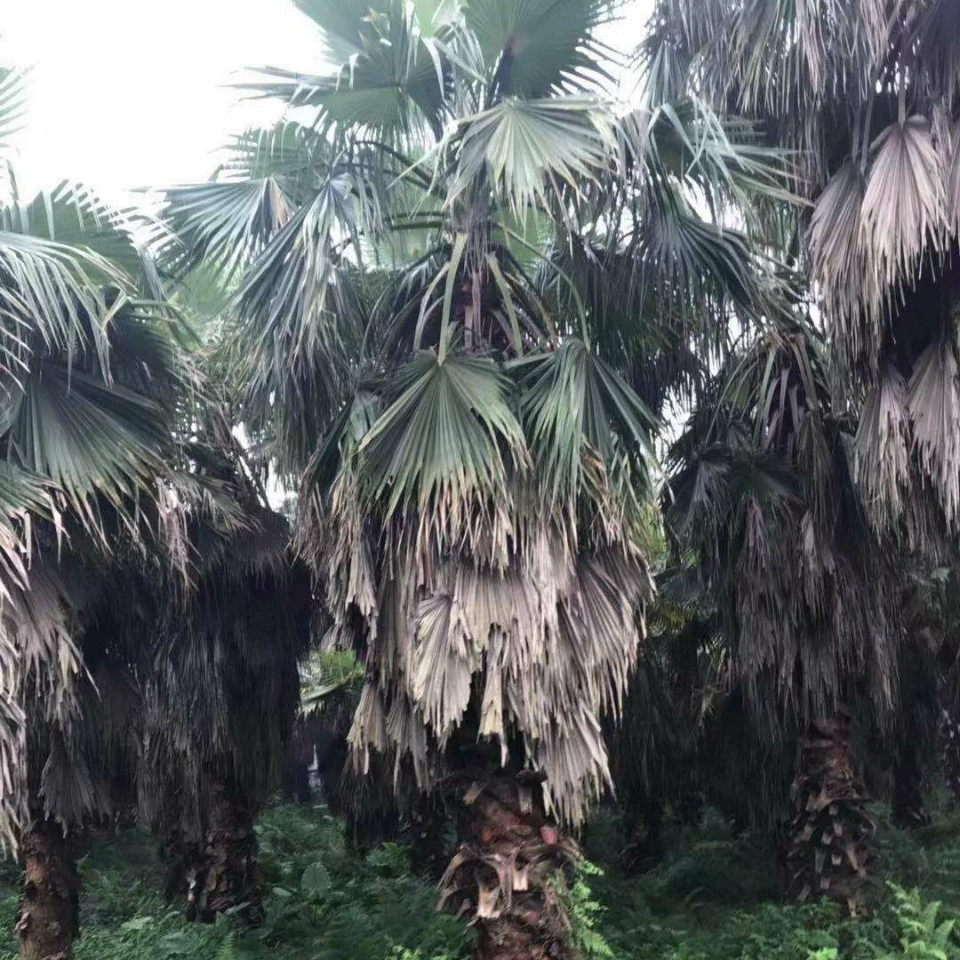 908 Поставка пожилого подсолнуха вашингтонская подсолнечная коричневая 4-7 м полюса Хайленд Мяо Муниципальная база рассады Прямые продажи