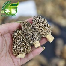【野生剪柄羊肚菌】直批食用菌食材一件代发淘宝货源诚招代理