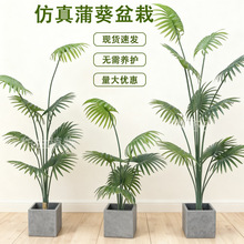 仿真绿植加洲葵蒲葵 北欧风装饰客厅落地大型室内盆栽摆件假植物