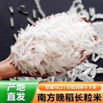 2025年新米猫牙米10斤20斤长粒香大米当季晚稻米丝苗米象牙米5斤