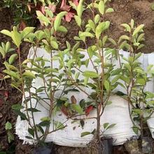 t~ʯ骱lظNҎt~ʯ骴ļС^Gh