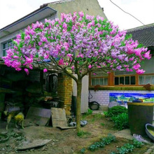 丁香花盆栽四季开花植物户外庭院树苗花园绿植绿化园林耐旱室外