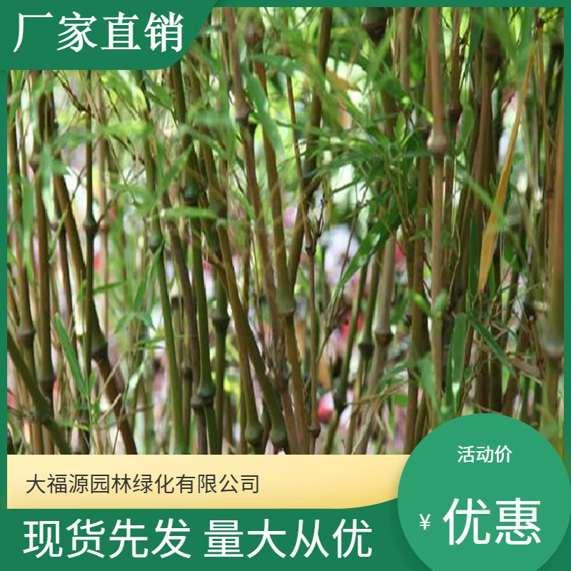 [Базовая оптовая продажа] Большое количество Скидка Цюнчжу Мяо Живописный район Ландшафтный дизайн Дорожный садовый проект Озеленение рассады